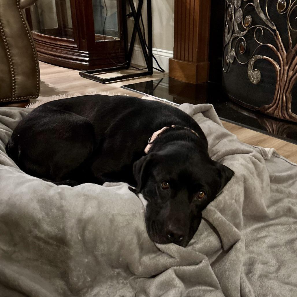 Bert K5, Adoptable, Adult Male Mixed Breed.