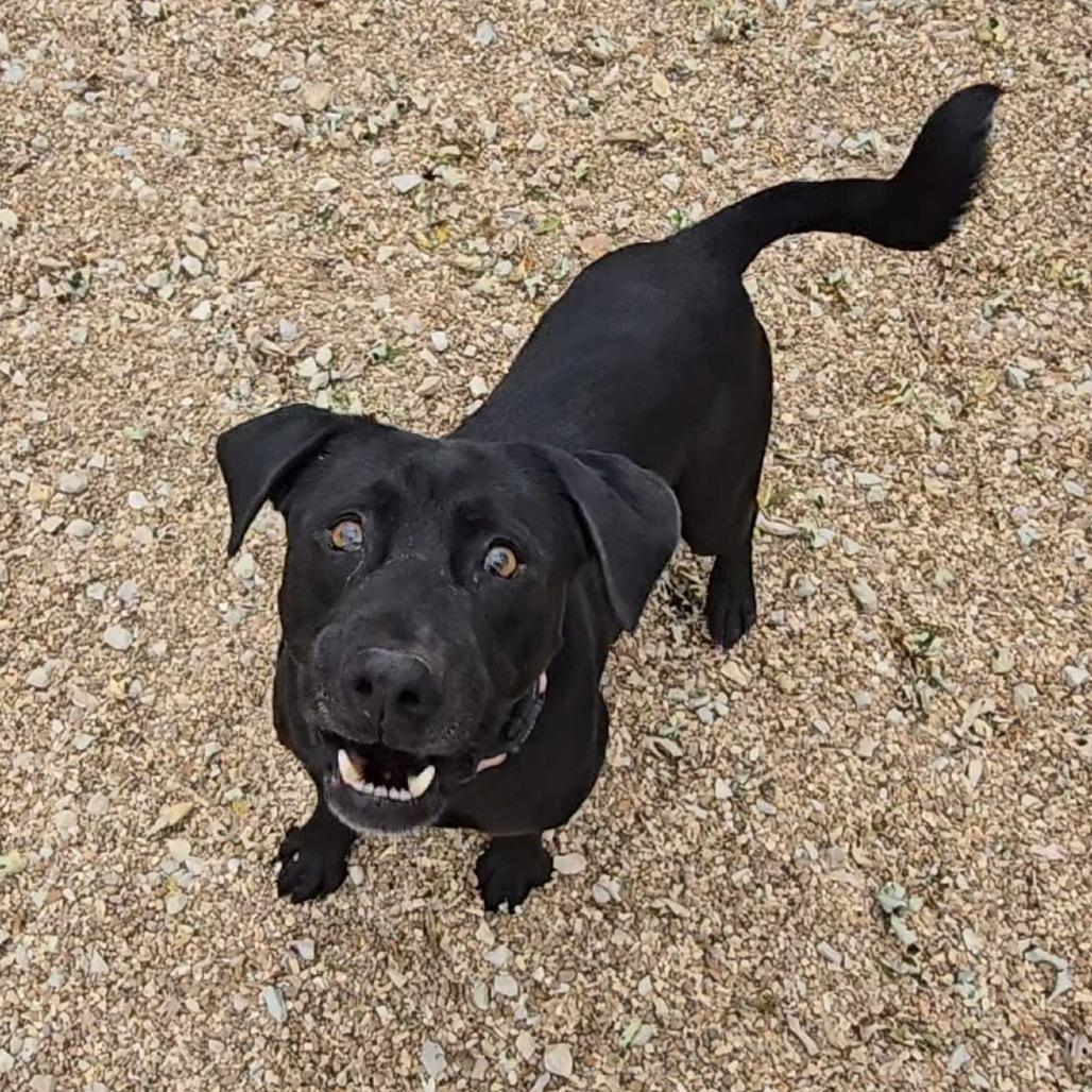 Bert K21, Adoptable, Adult Male Black Labrador Retriever & Mixed Breed.