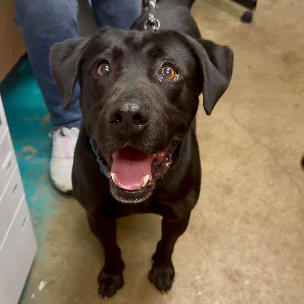 Enlarge Bert K21, a Adoptable mixed breed in Union, MO image 3/6
