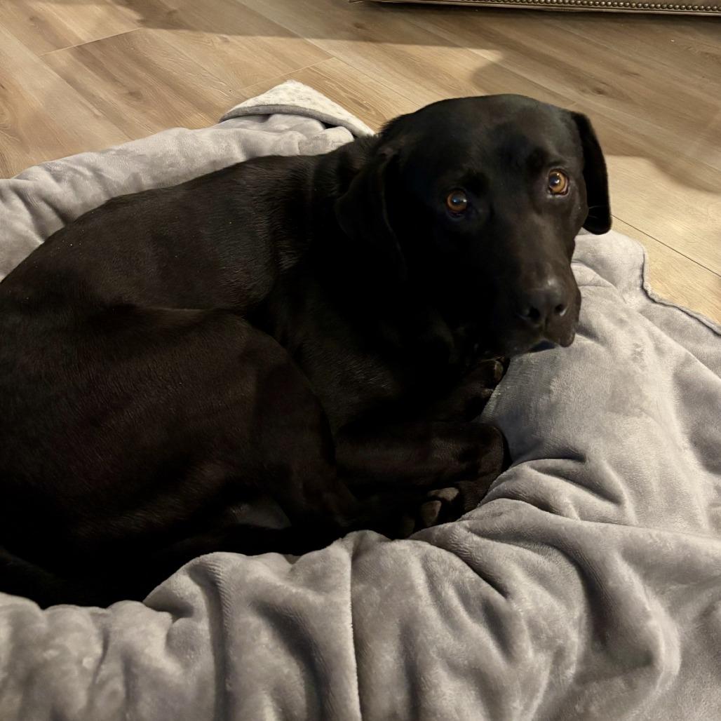 Enlarge Bert K5, a Adoptable Mixed Breed in Union, MO image 4/6