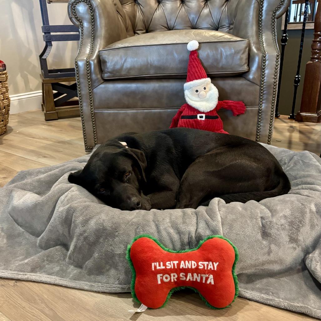 Enlarge Bert K5, a Adoptable Mixed Breed in Union, MO image 5/6