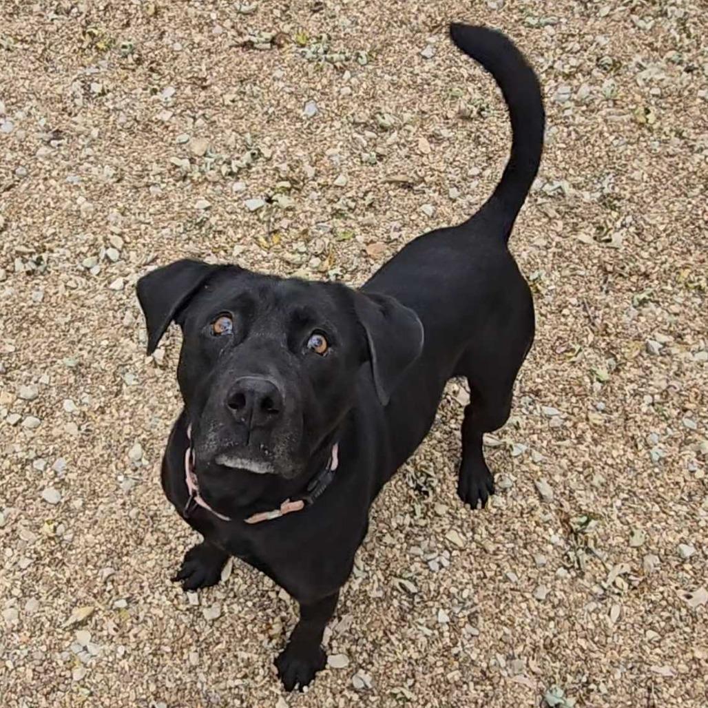 Enlarge Bert K5, a Adoptable Mixed Breed in Union, MO image 6/6
