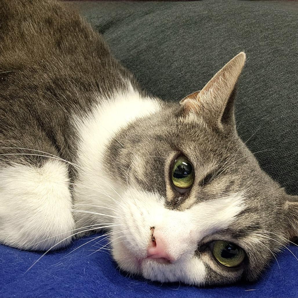 Dolly Purrton, a Adoptable Domestic Short Hair in Quakertown, PA image 1/2