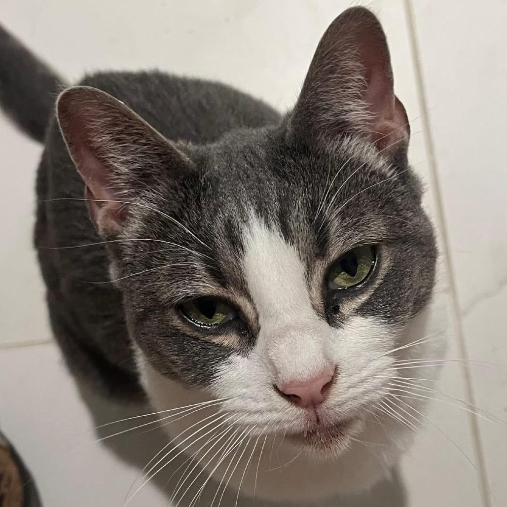 Dolly Purrton, a Adoptable Domestic Short Hair in Quakertown, PA image 2/2