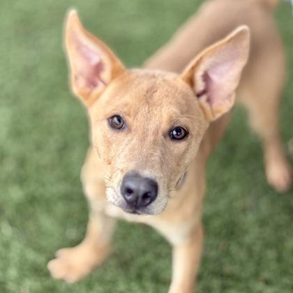 Ollie, a ADOPTABLE mixed breed in Red Bluff, CA image 4/6