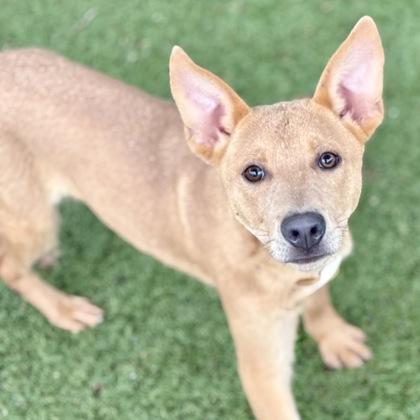 Ollie, a ADOPTABLE mixed breed in Red Bluff, CA image 2/6