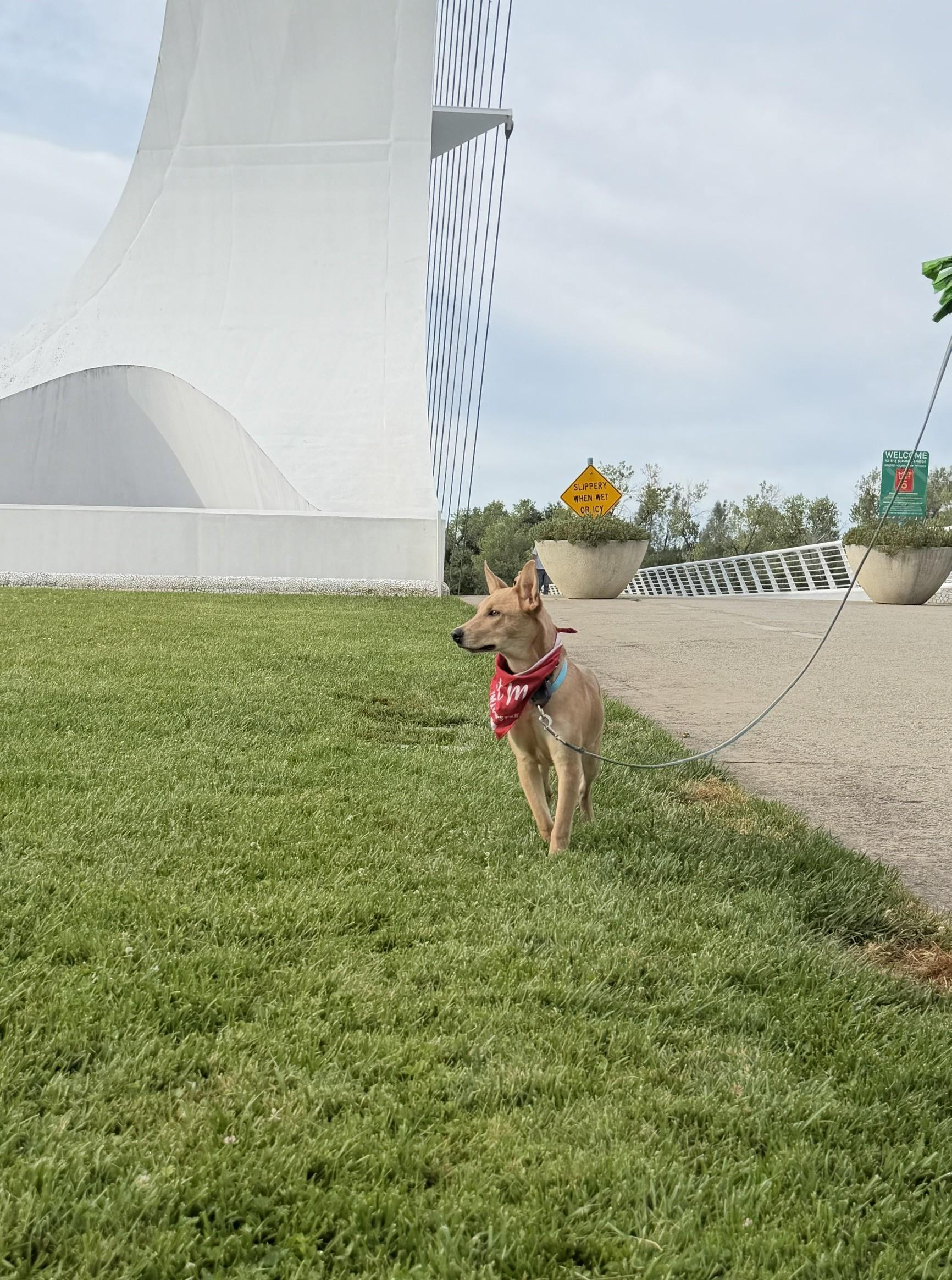 Ollie, a ADOPTABLE mixed breed in Red Bluff, CA image 5/6