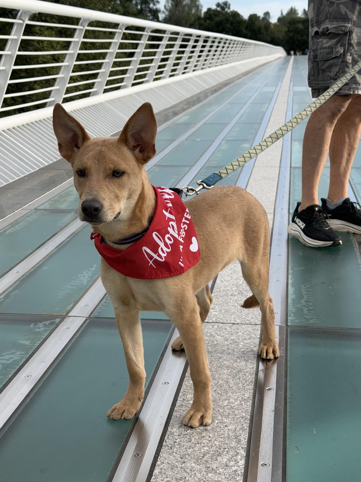 Ollie, a ADOPTABLE mixed breed in Red Bluff, CA image 1/6