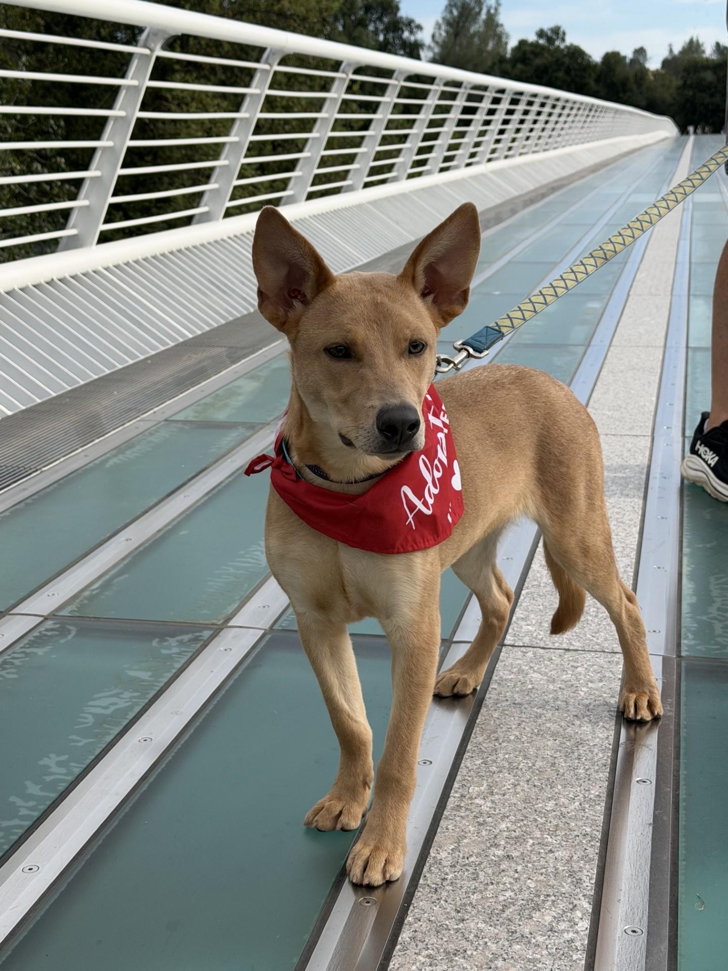 Ollie, a ADOPTABLE mixed breed in Red Bluff, CA image 3/6