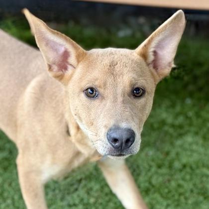 Ollie, a ADOPTABLE mixed breed in Red Bluff, CA image 6/6