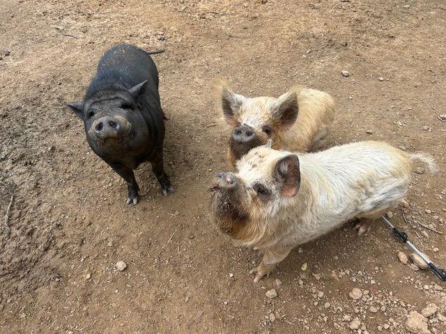 Fergus, Fiona & Winston, Adoptable, Young Male Pig.