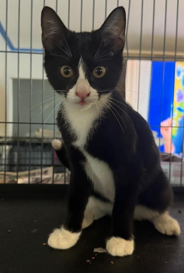 Enlarge Vhagar aka Patches, a Adoptable mixed breed in levittown, NY image 1/2