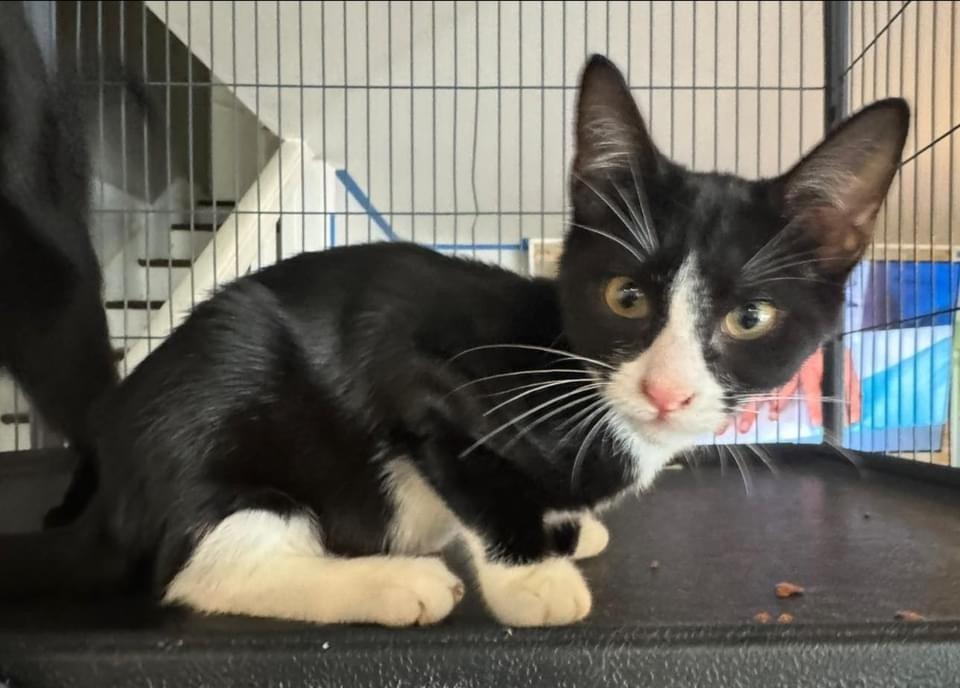 Enlarge Vhagar aka Patches, a Adoptable mixed breed in levittown, NY image 2/2