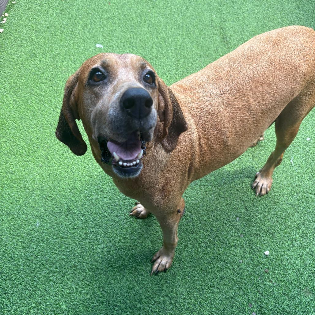 Scarlett thumbnail 2