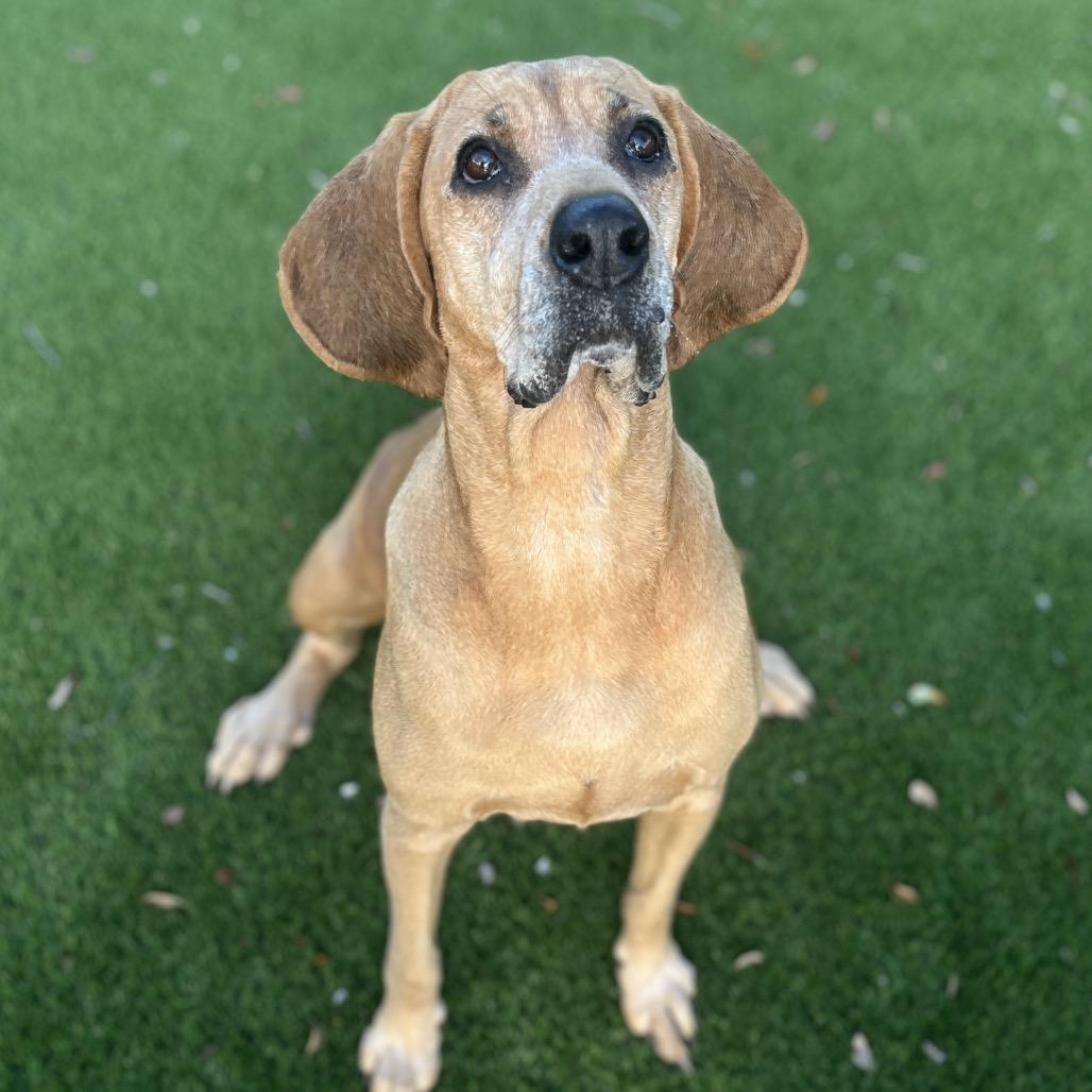 Scarlett thumbnail 4