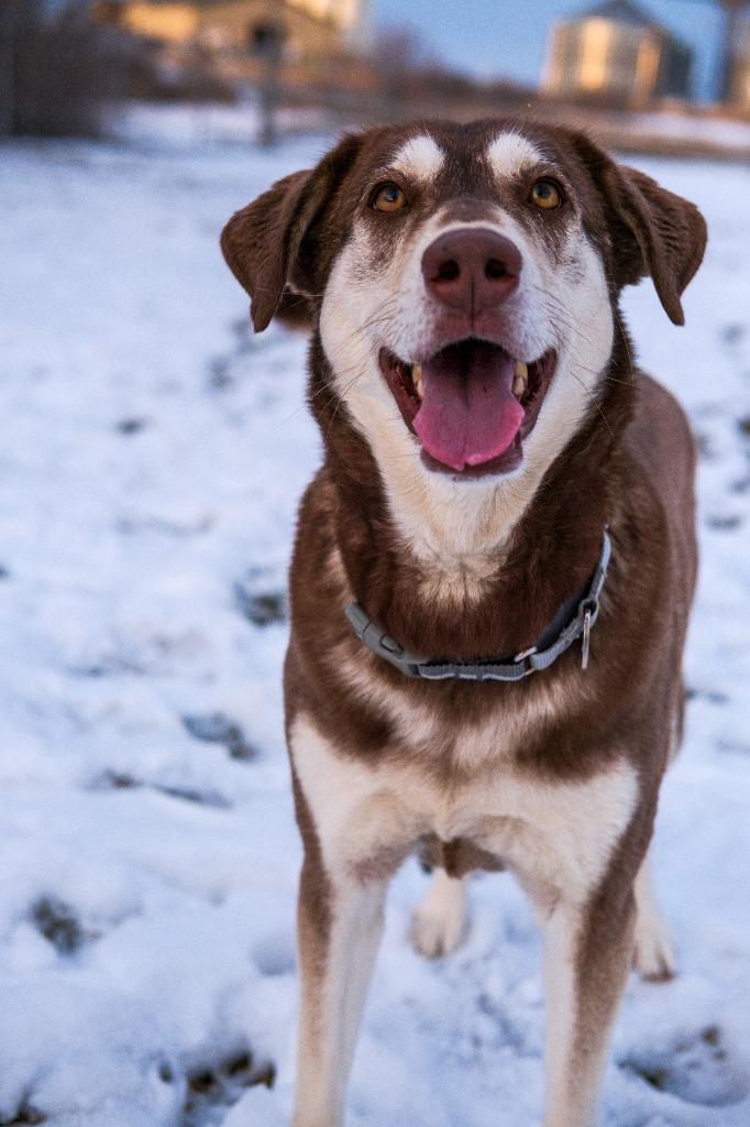 Yoda, Adoptable, Adult Male Shepherd & Husky.
