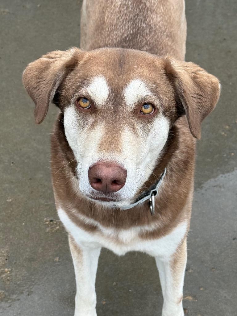 Enlarge Yoda, a Adoptable mixed breed in Viroqua, WI image 2/5
