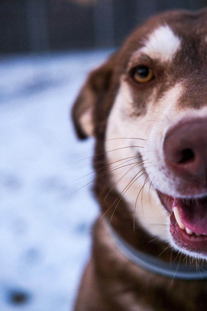 Enlarge Yoda, a Adoptable mixed breed in Viroqua, WI image 3/5
