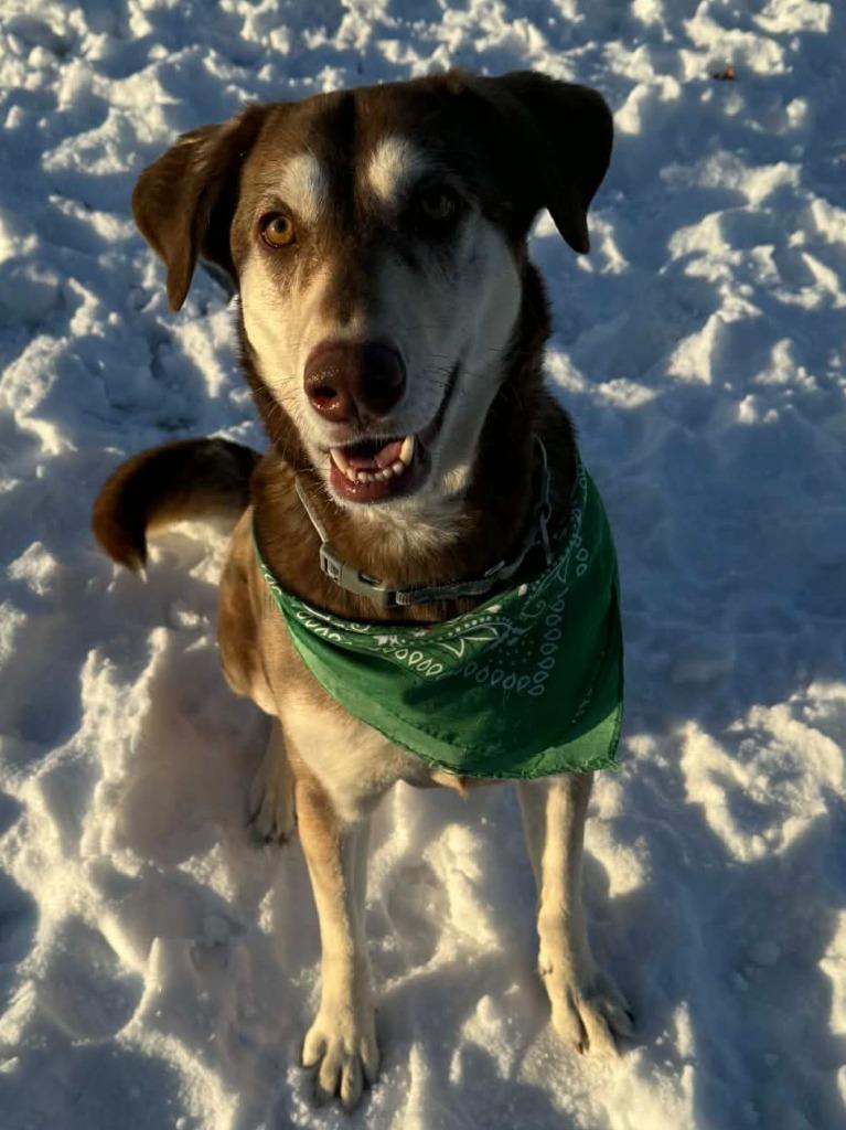 Enlarge Yoda, a Adoptable mixed breed in Viroqua, WI image 4/5