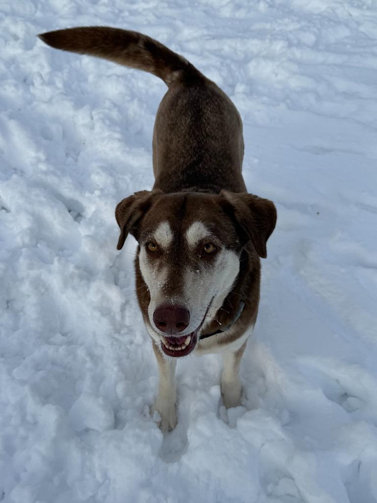 Enlarge Yoda, a Adoptable mixed breed in Viroqua, WI image 5/5