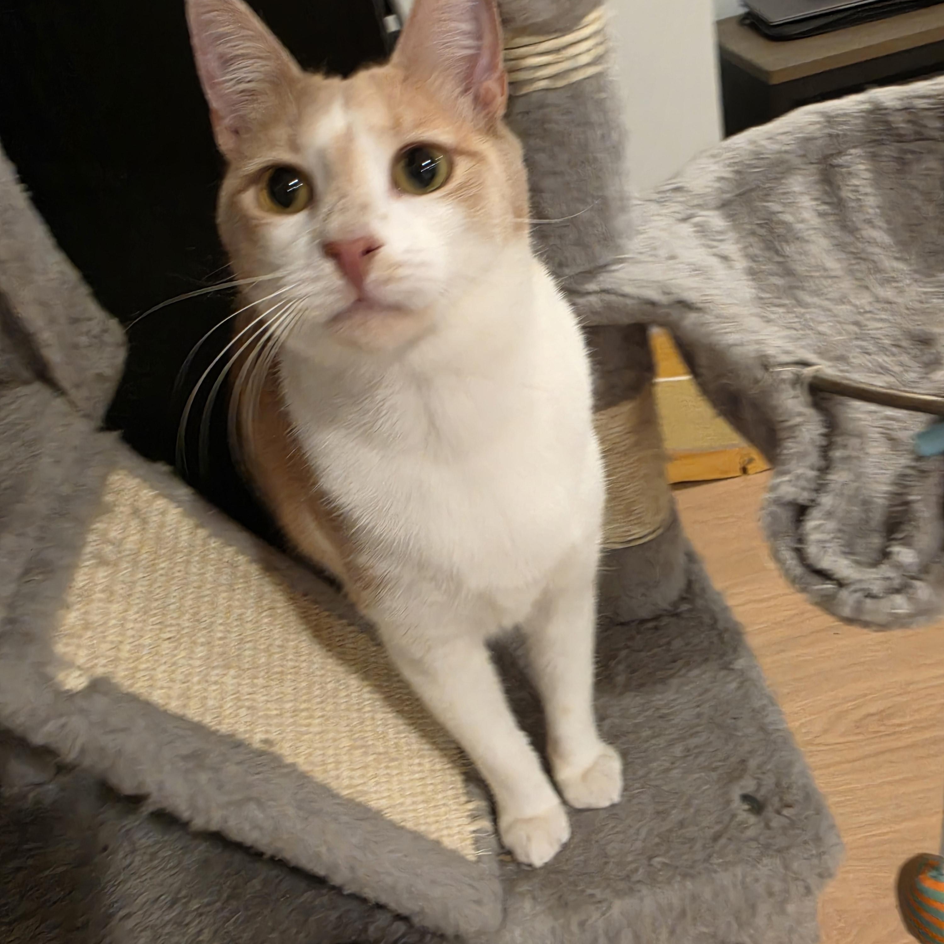 Lucca, ADOPTABLE, Kitten Male Tabby.