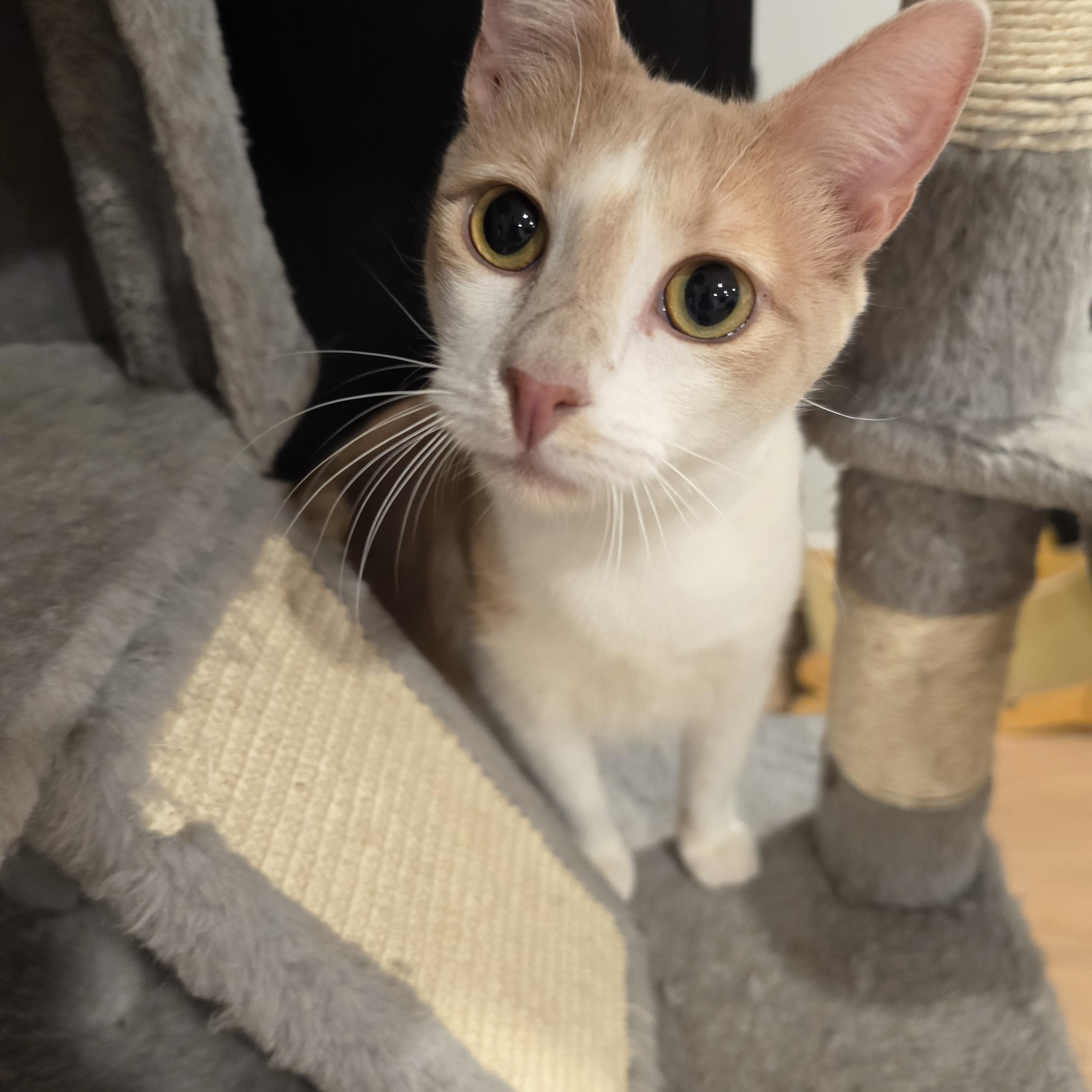 Lucca, a ADOPTABLE Tabby in Lawrenceville, GA image 3/3