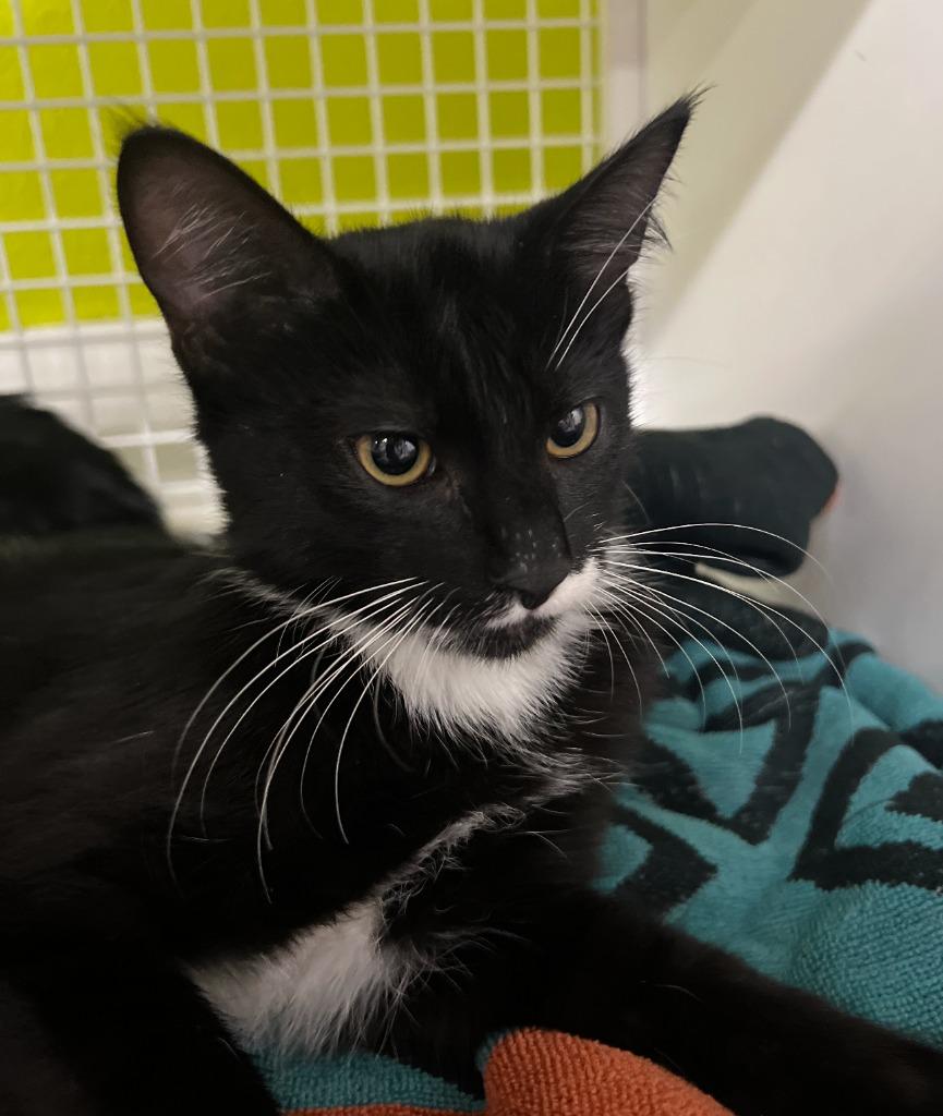 Tom, Adoptable, Kitten Male Domestic Short Hair.