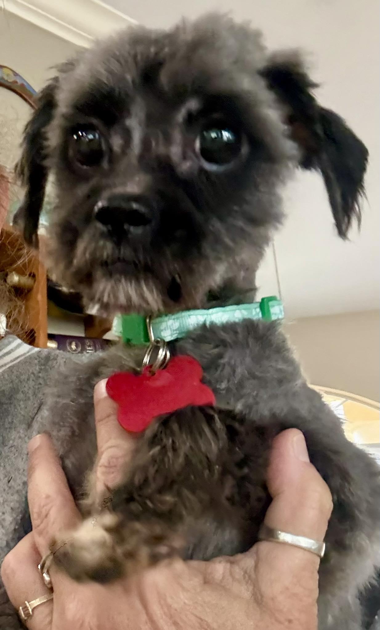 Enlarge Rochelle, a Adopted mixed breed in Cape Coral, FL image 1/1