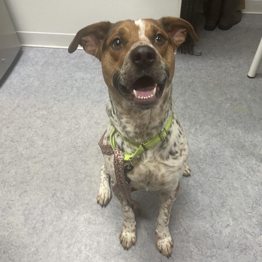 Enlarge Niblet, a Adoptable Cattle Dog in Charlottesville, VA image 3/6