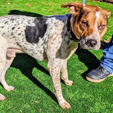 Enlarge Niblet, a Adoptable Cattle Dog in Charlottesville, VA image 5/6