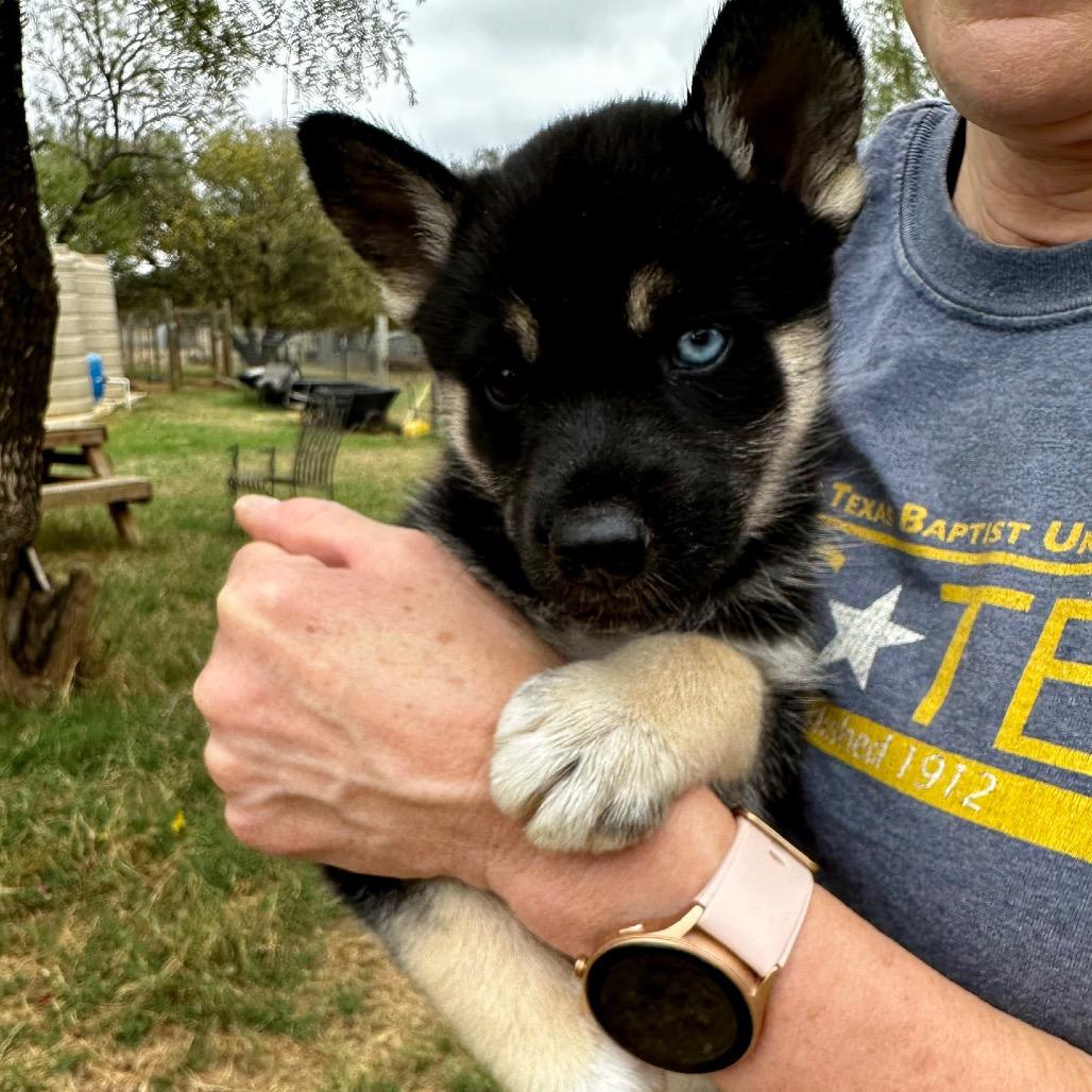 Velvet, Adoptable, Puppy Female Siberian Husky.