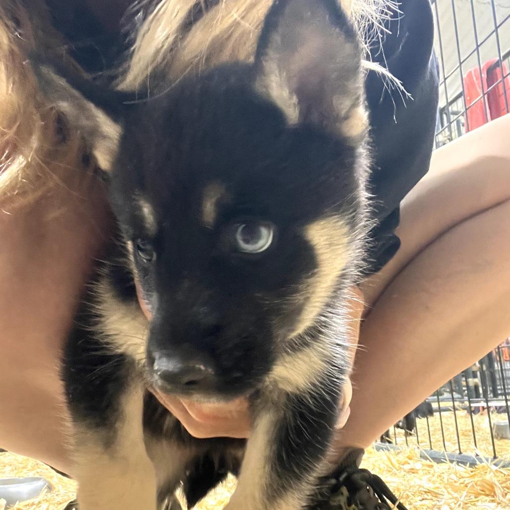 Velvet, Adoptable, Puppy Female Siberian Husky.