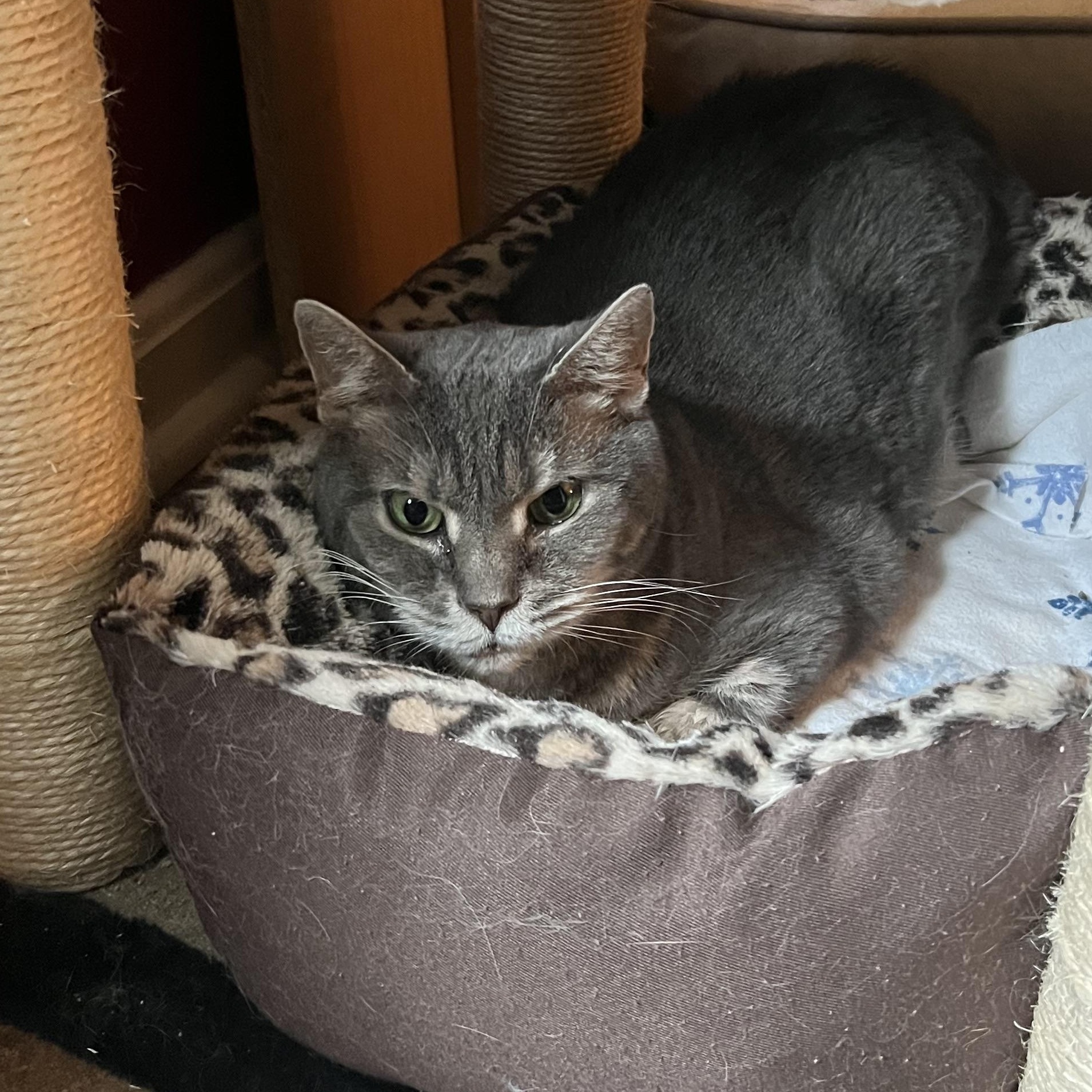 Enlarge Doc, a ADOPTABLE Domestic Short Hair in Queenstown, MD image 3/3