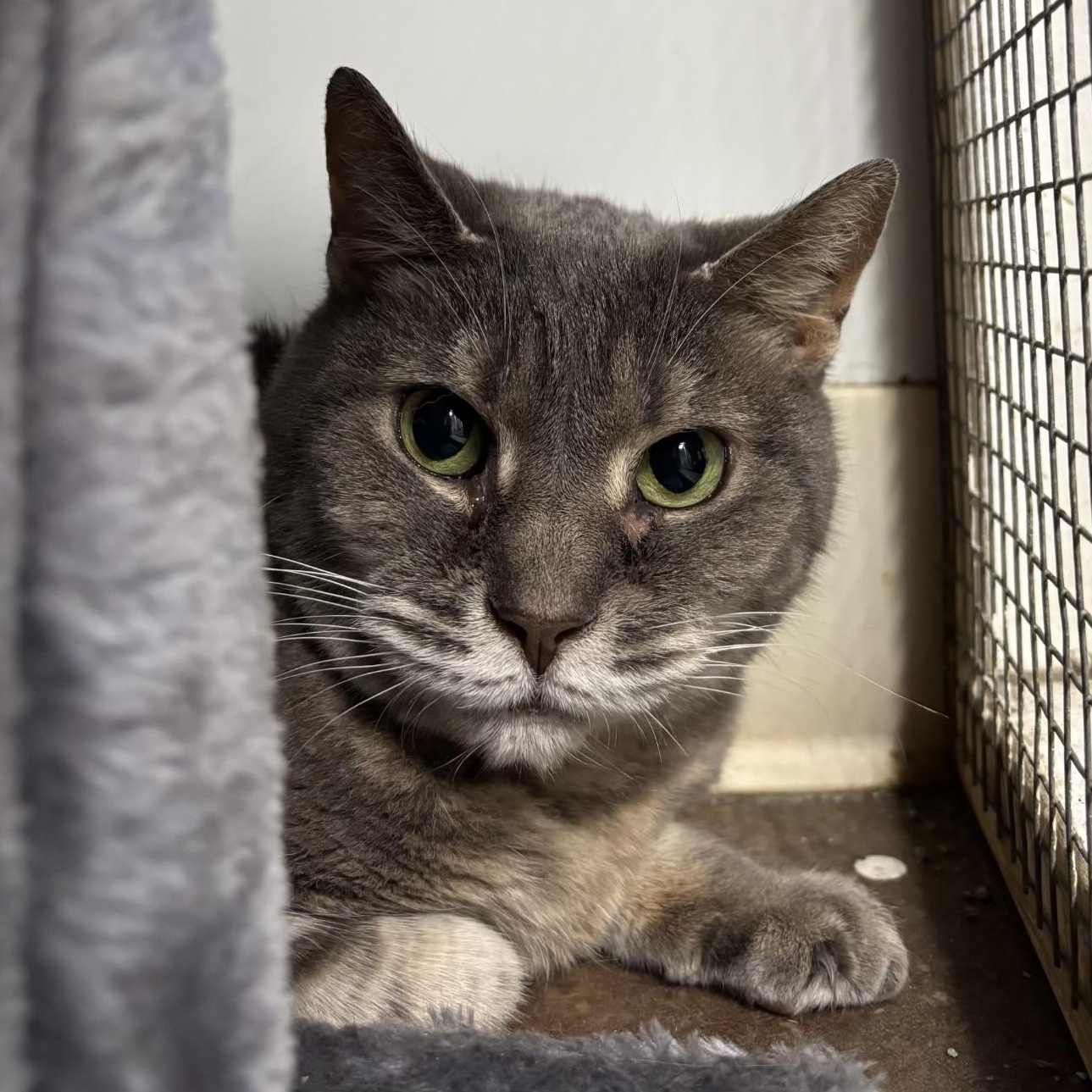 Doc, ADOPTABLE, Adult Male Domestic Short Hair.