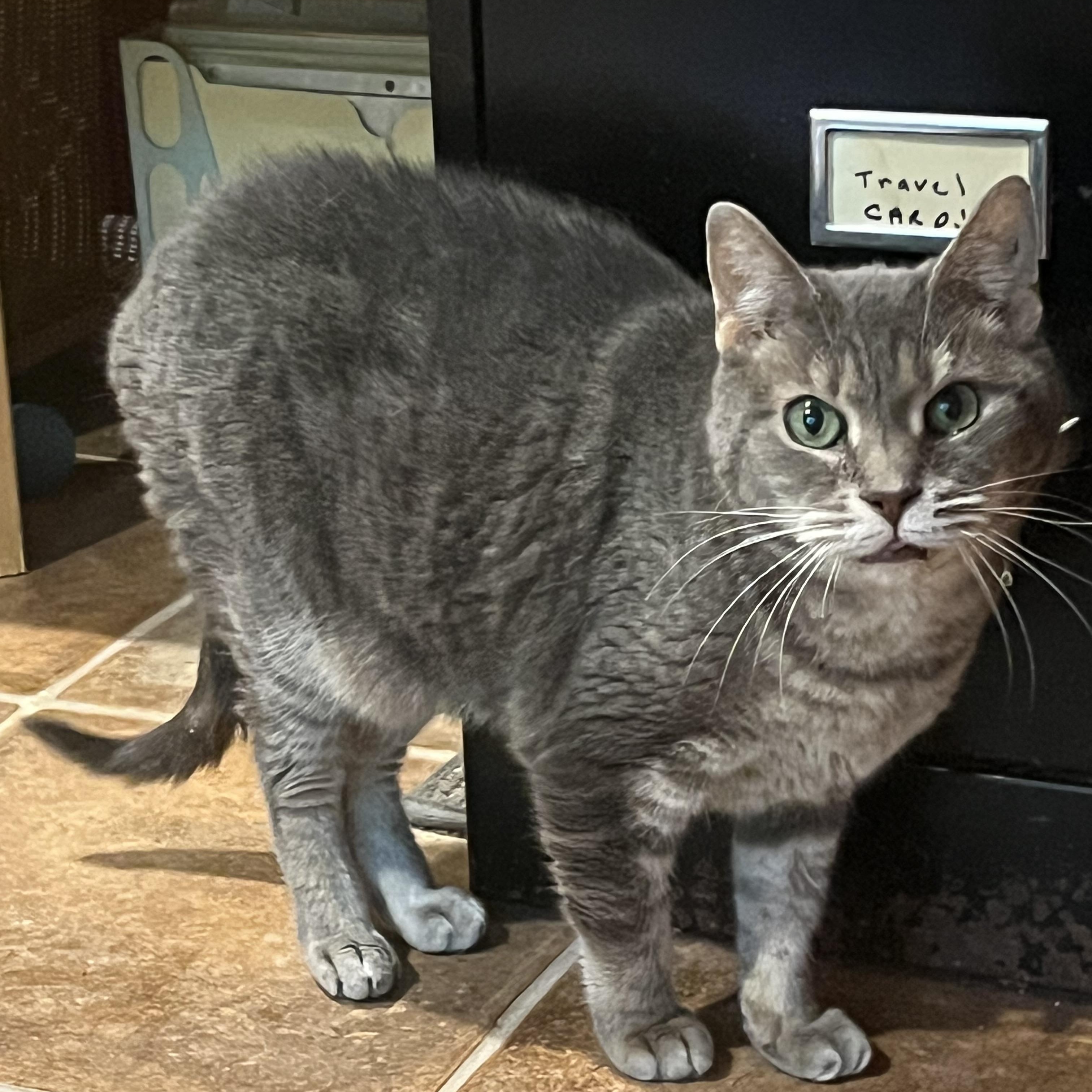 Doc, ADOPTABLE, Adult Male Domestic Short Hair.