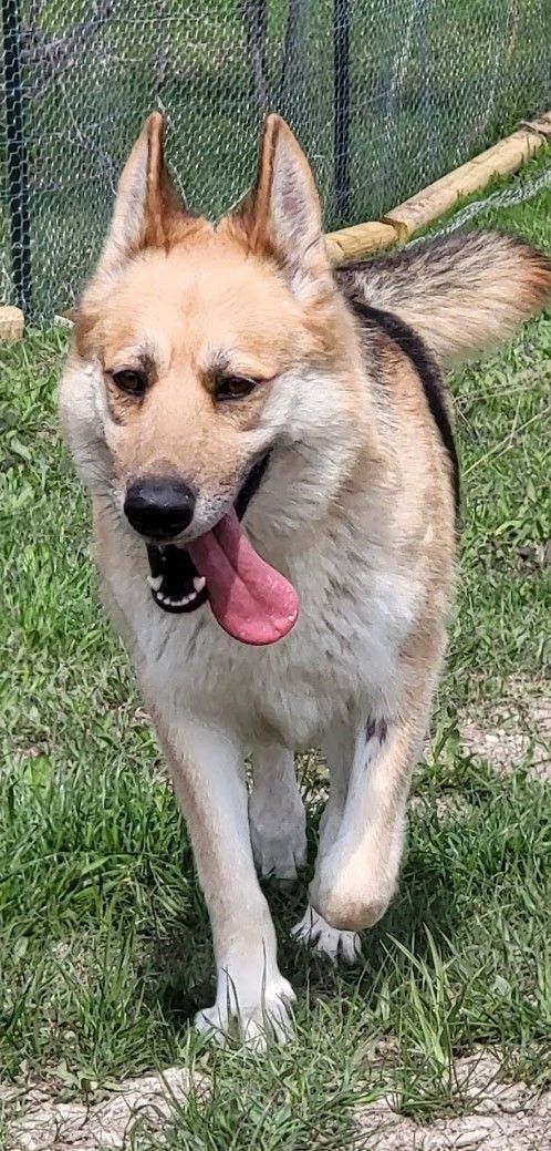 Flaca & Bella (bonded pair