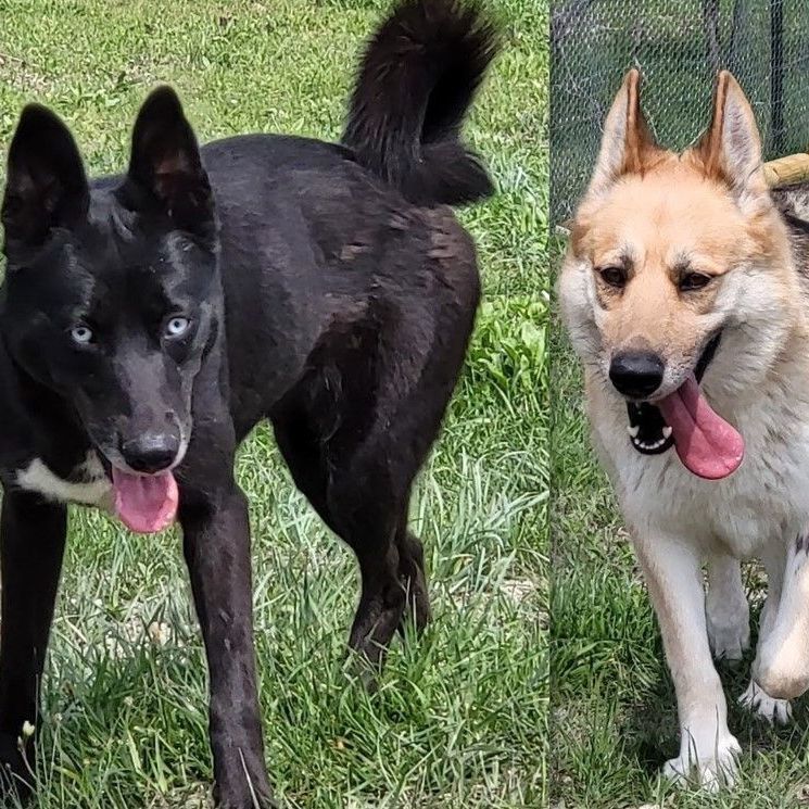 Flaca & Bella (bonded pair, Adult Female unknown