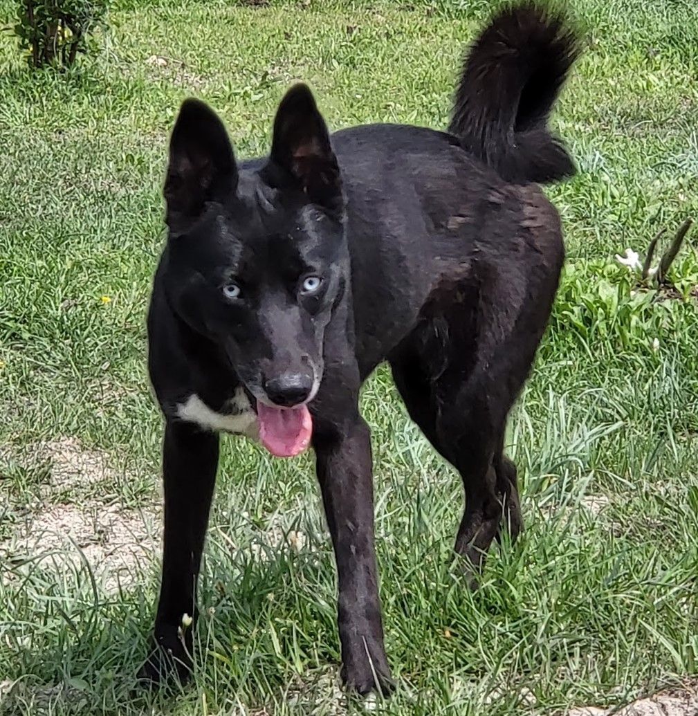 Flaca & Bella (bonded pair photo 2