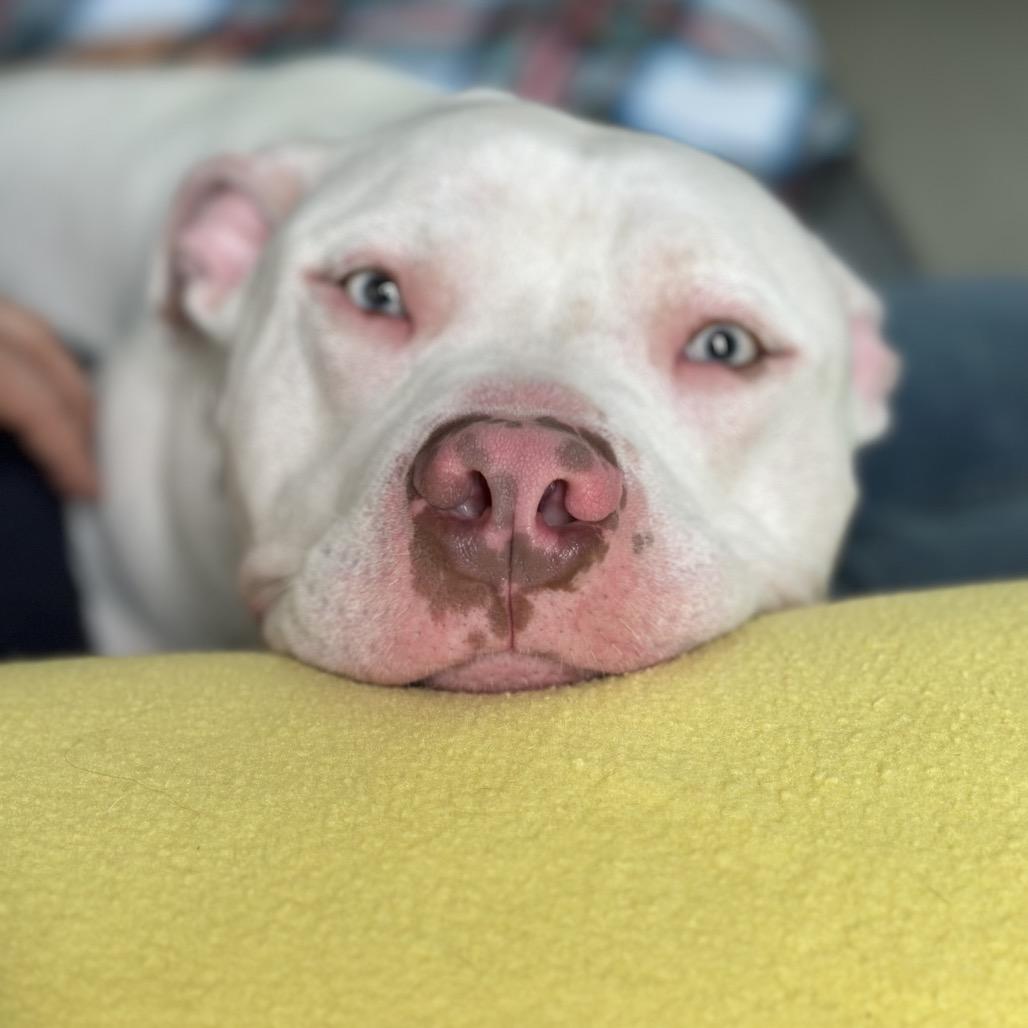 Brad Pitt thumbnail 3