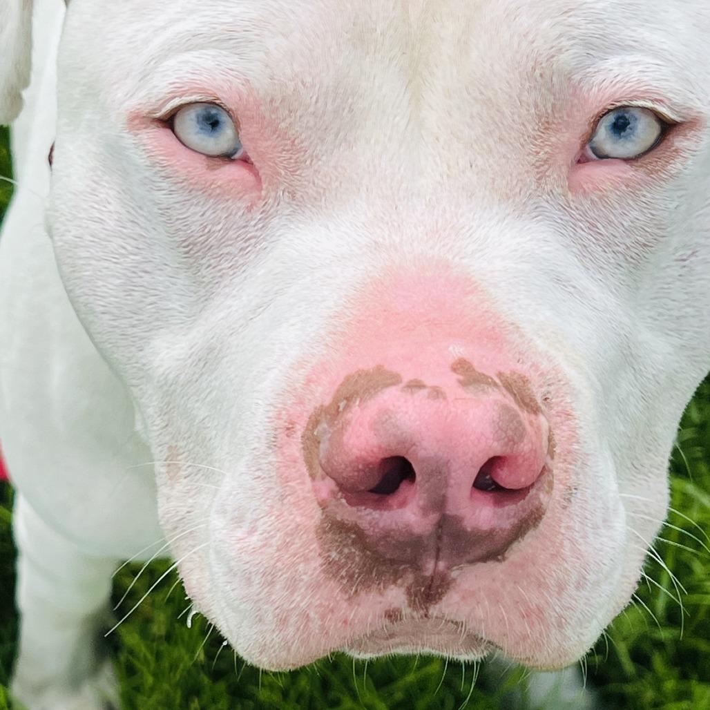 Brad Pitt thumbnail 4