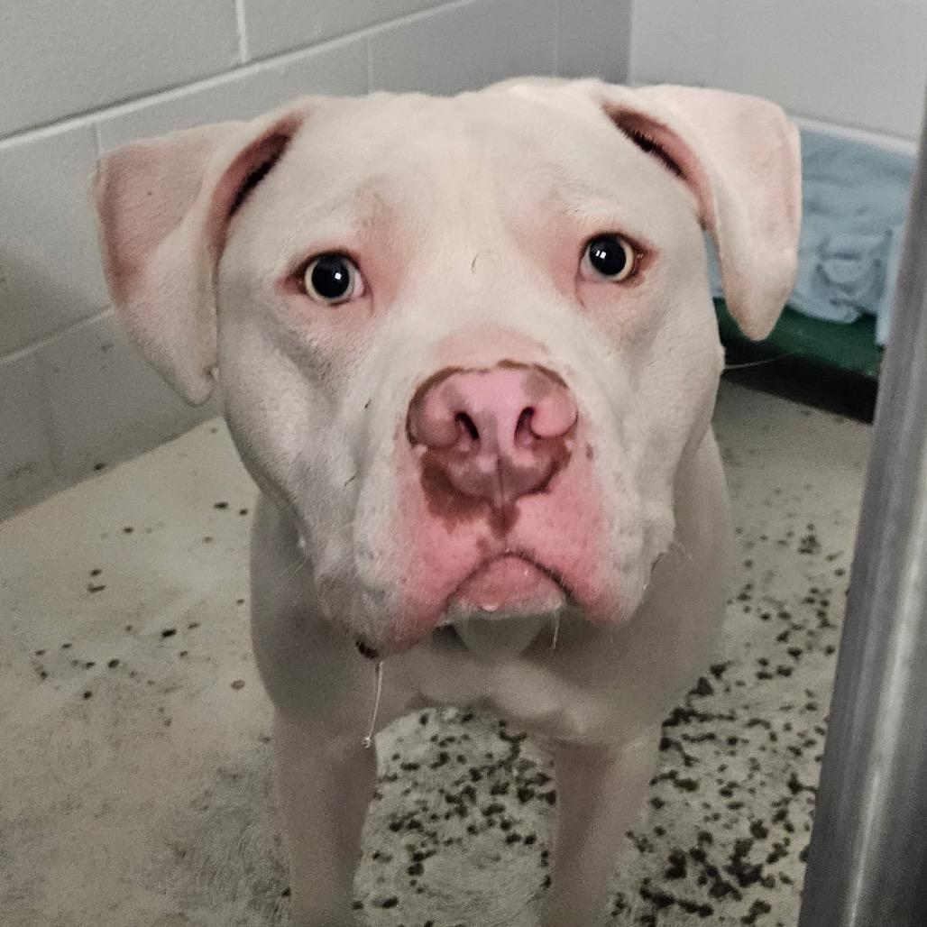 Brad Pitt thumbnail 5