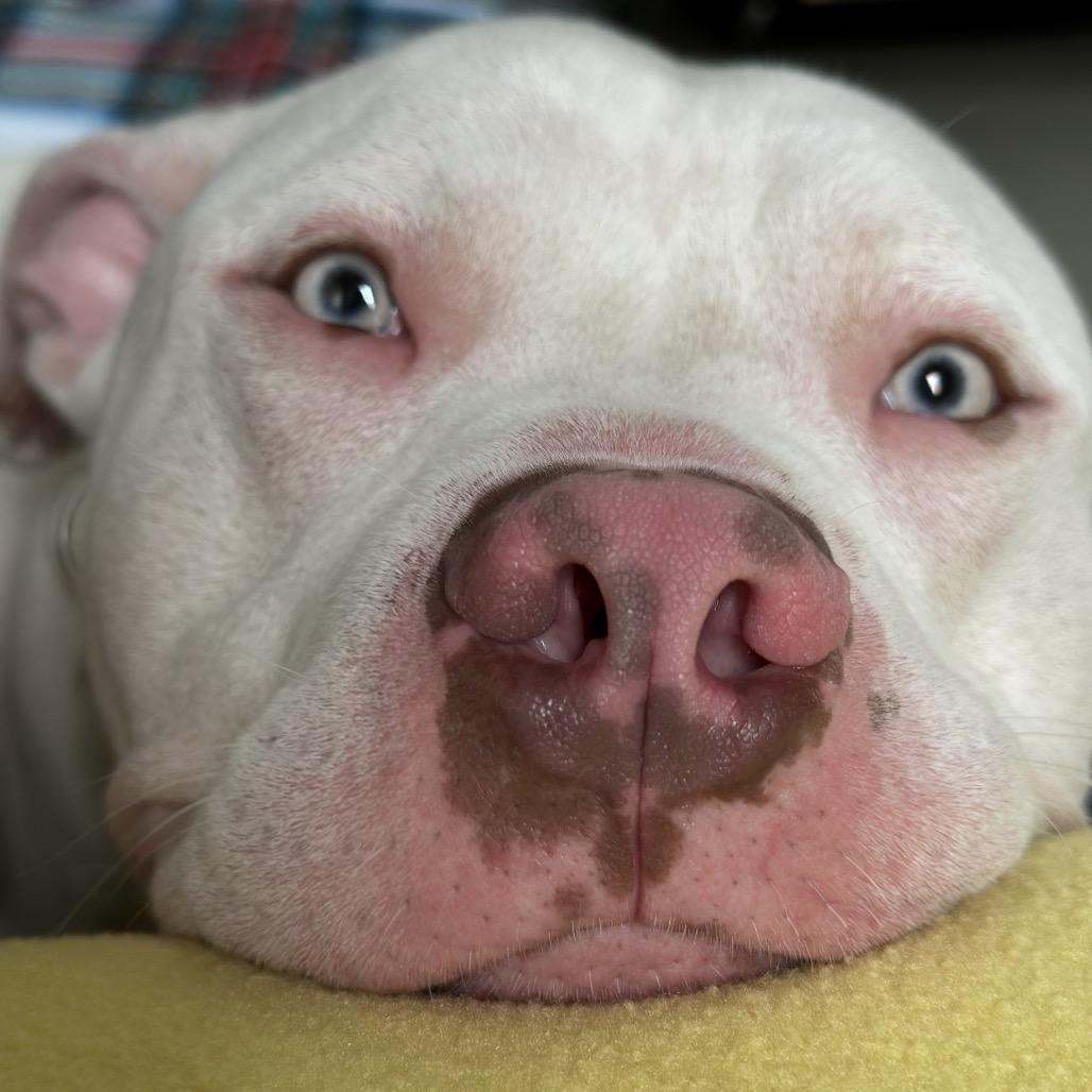 Brad Pitt thumbnail 6