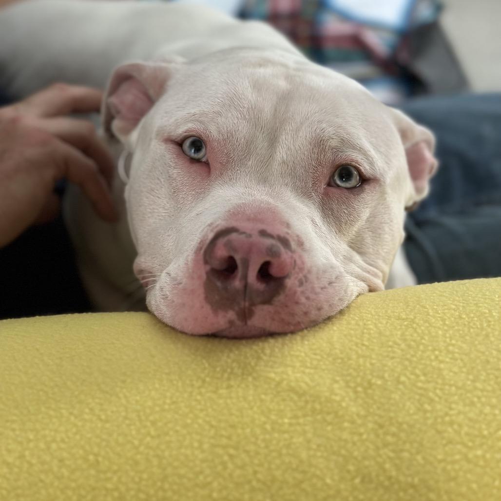 Brad Pitt thumbnail 7