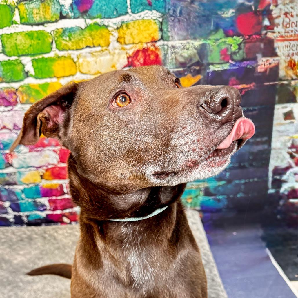 Cozzy, a Adoptable American Staffordshire Terrier in Franklin, NC image 1/6