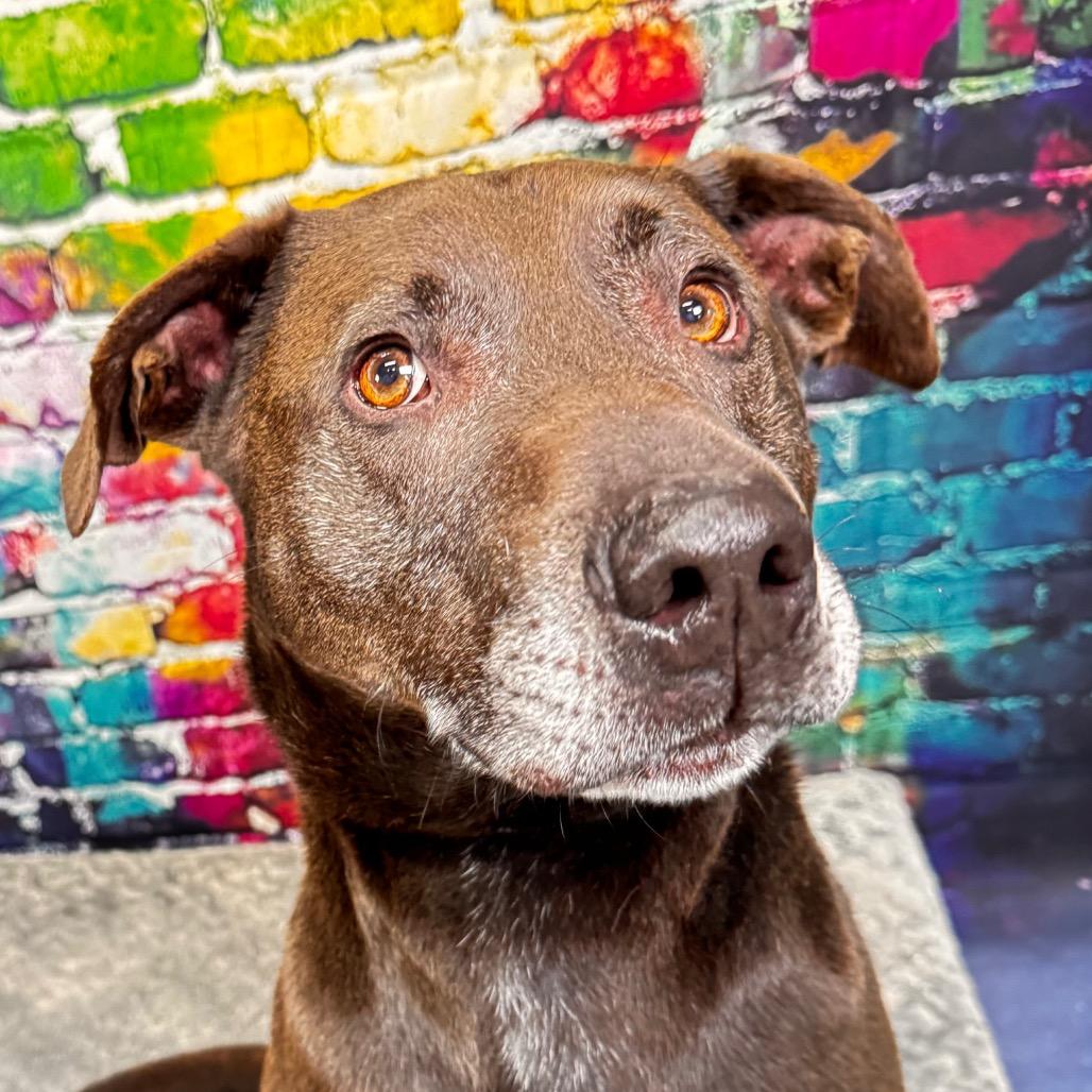 Cozzy, a Adoptable American Staffordshire Terrier in Franklin, NC image 2/6