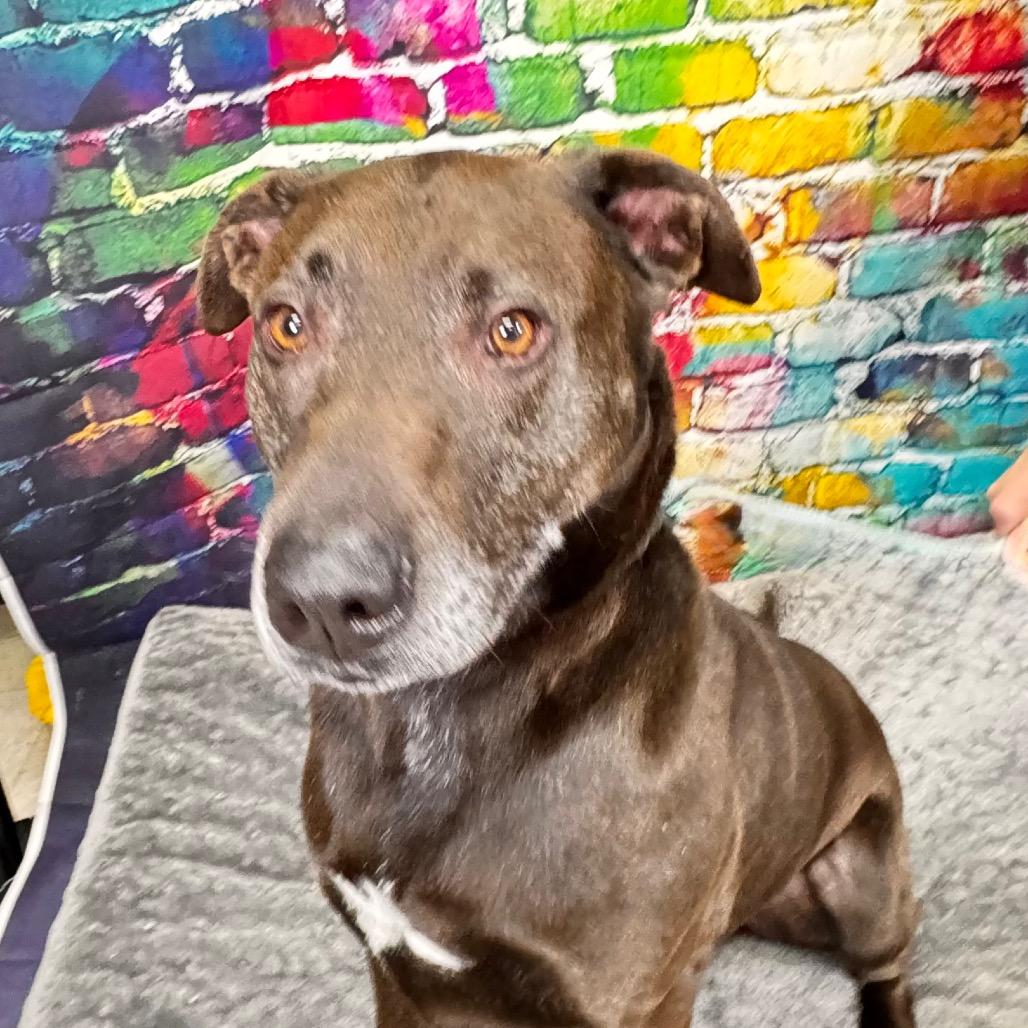 Cozzy, a Adoptable American Staffordshire Terrier in Franklin, NC image 3/6