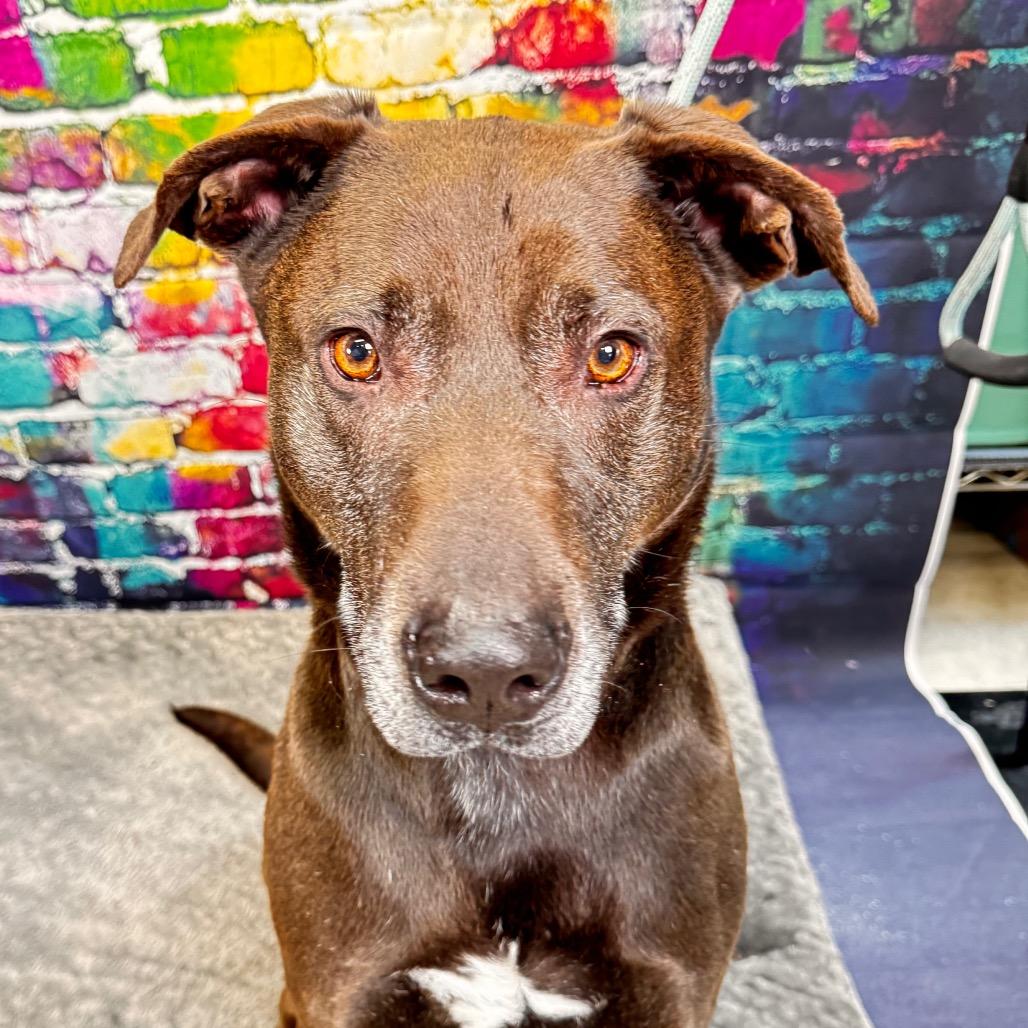 Cozzy, a Adoptable American Staffordshire Terrier in Franklin, NC image 4/6