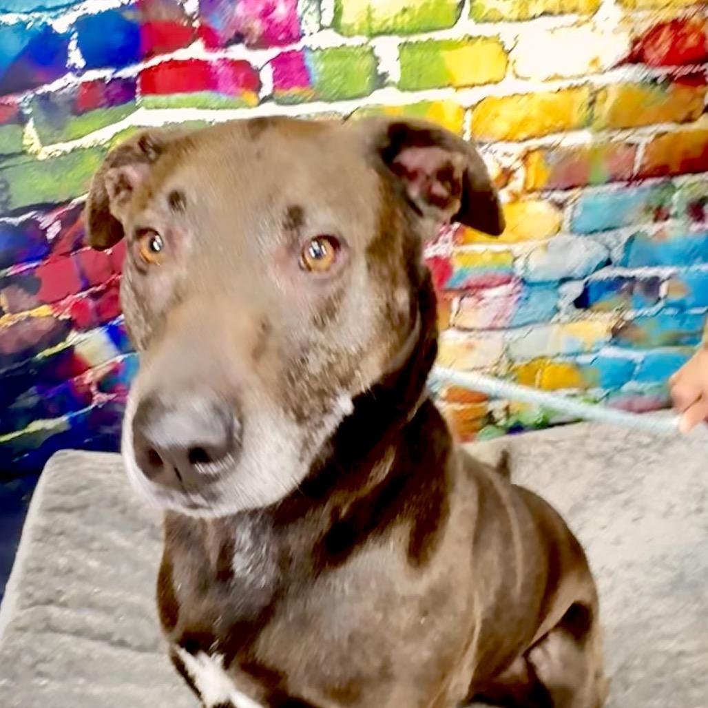 Cozzy, a Adoptable American Staffordshire Terrier in Franklin, NC image 6/6