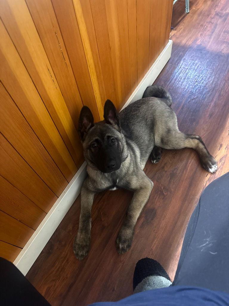 25-03 Mila, Adoptable, Puppy Female Akita & German Shepherd Dog.