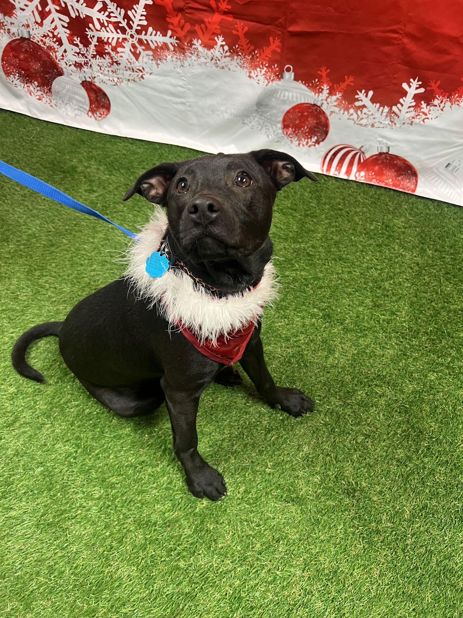 Sugar Plum thumbnail 2